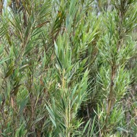 Kuruna densifolia (Munro) Attigala, Kathriarachchi & L. G. Clark